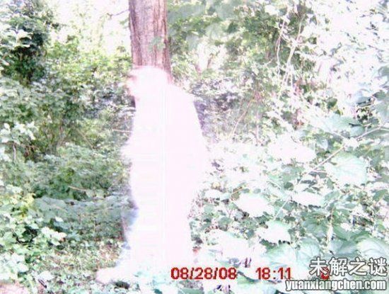 描述: 不得了! 大曝光：人類已發現50種外星人, 你見過但你不知道!