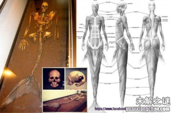 描述: 不得了! 大曝光：人類已發現50種外星人, 你見過但你不知道!
