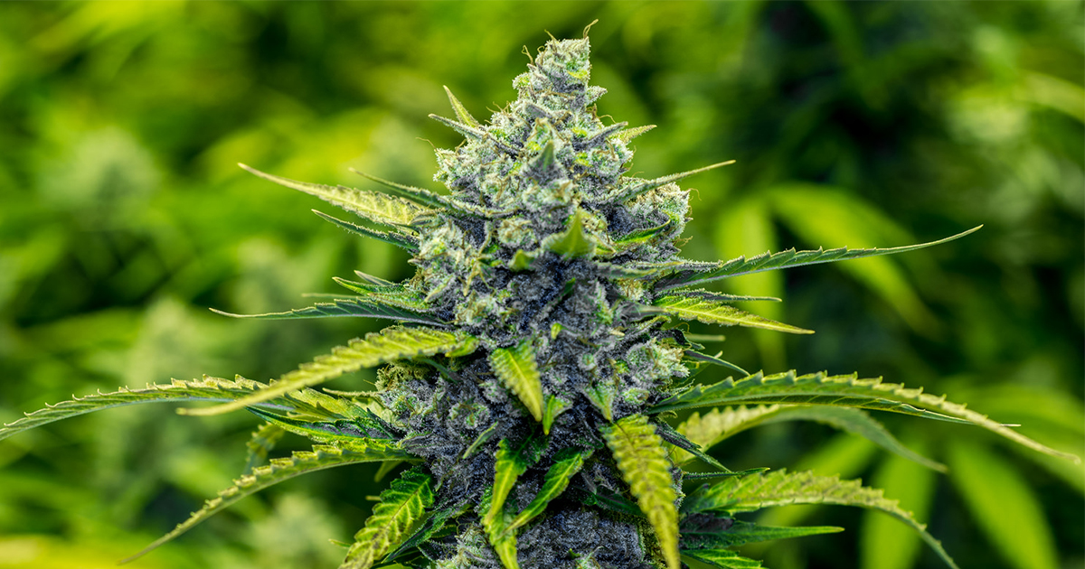 描述: Photos\sc-marijuana-site.jpg